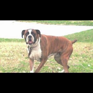 Meet your Posher, Hector